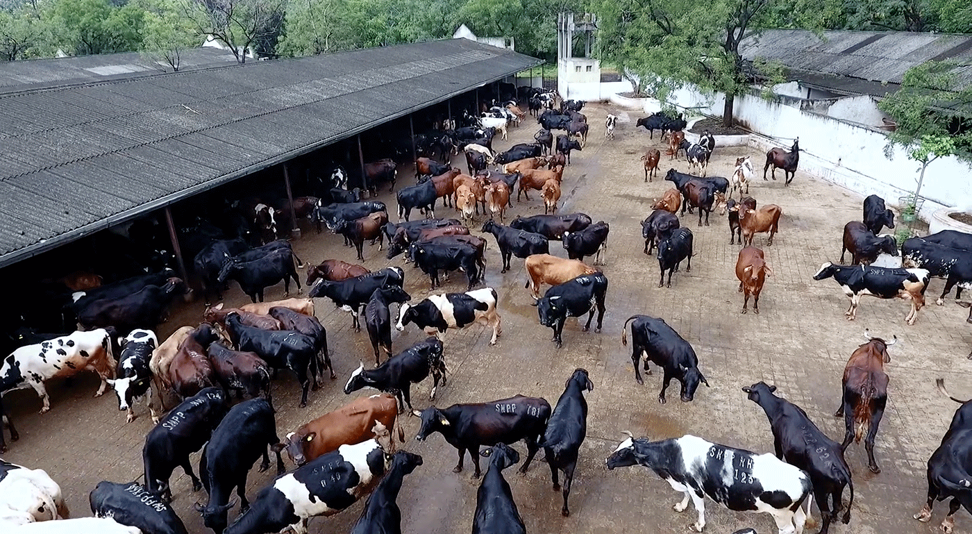 SNPP Cows